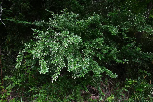  Ligustrum obtusifolium (Japonca 'Ibota-no-ki') çiçekleri. Oleaceae desiduouus fundalığı. Küçük, kokulu beyaz çiçekler yazın başlarında sarkan kümelerde çiçek açar..