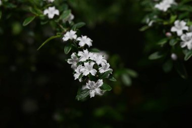 Snowrose (Serissa japonica) çiçekleri. Rubiaceae her zaman yeşil çalı. Bahçe ağacı ya da bonsai olarak kullanılan soluk mor renkli beyaz çiçekler yaz başında yeşil yaprakların üzerine düşen kar gibi görünürler..