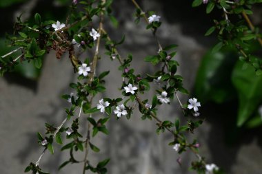 Snowrose (Serissa japonica) çiçekleri. Rubiaceae her zaman yeşil çalı. Bahçe ağacı ya da bonsai olarak kullanılan soluk mor renkli beyaz çiçekler yaz başında yeşil yaprakların üzerine düşen kar gibi görünürler..