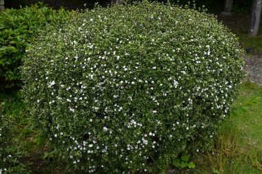 Snowrose (Serissa japonica) çiçekleri. Rubiaceae her zaman yeşil çalı. Bahçe ağacı ya da bonsai olarak kullanılan soluk mor renkli beyaz çiçekler yaz başında yeşil yaprakların üzerine düşen kar gibi görünürler..