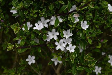 Snowrose (Serissa japonica) çiçekleri. Rubiaceae her zaman yeşil çalı. Bahçe ağacı ya da bonsai olarak kullanılan soluk mor renkli beyaz çiçekler yaz başında yeşil yaprakların üzerine düşen kar gibi görünürler..