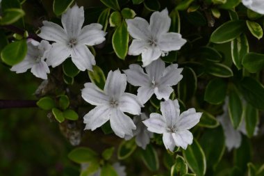 Snowrose (Serissa japonica) çiçekleri. Rubiaceae her zaman yeşil çalı. Bahçe ağacı ya da bonsai olarak kullanılan soluk mor renkli beyaz çiçekler yaz başında yeşil yaprakların üzerine düşen kar gibi görünürler..