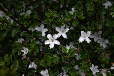 Snowrose (Serissa japonica) çiçekleri. Rubiaceae her zaman yeşil çalı. Bahçe ağacı ya da bonsai olarak kullanılan soluk mor renkli beyaz çiçekler yaz başında yeşil yaprakların üzerine düşen kar gibi görünürler..