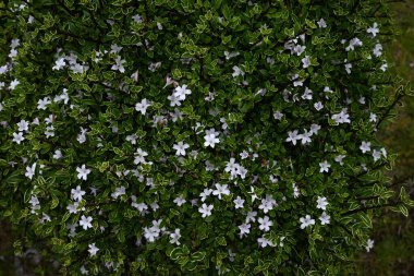 Snowrose (Serissa japonica) çiçekleri. Rubiaceae her zaman yeşil çalı. Bahçe ağacı ya da bonsai olarak kullanılan soluk mor renkli beyaz çiçekler yaz başında yeşil yaprakların üzerine düşen kar gibi görünürler..