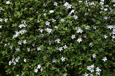 Snowrose (Serissa japonica) çiçekleri. Rubiaceae her zaman yeşil çalı. Bahçe ağacı ya da bonsai olarak kullanılan soluk mor renkli beyaz çiçekler yaz başında yeşil yaprakların üzerine düşen kar gibi görünürler..