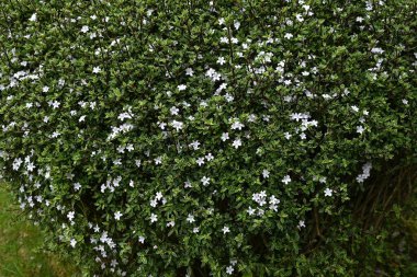 Snowrose (Serissa japonica) çiçekleri. Rubiaceae her zaman yeşil çalı. Bahçe ağacı ya da bonsai olarak kullanılan soluk mor renkli beyaz çiçekler yaz başında yeşil yaprakların üzerine düşen kar gibi görünürler..