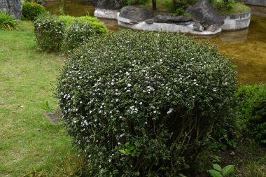 Snowrose (Serissa japonica) çiçekleri. Rubiaceae her zaman yeşil çalı. Bahçe ağacı ya da bonsai olarak kullanılan soluk mor renkli beyaz çiçekler yaz başında yeşil yaprakların üzerine düşen kar gibi görünürler..