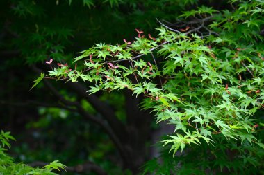 Taze yeşil yapraklar ve Japon akçaağaç samarası. Yazın başında oluşan pervane şekilli samara sonbaharda olgunlaşır ve rüzgarda uçarken döner..