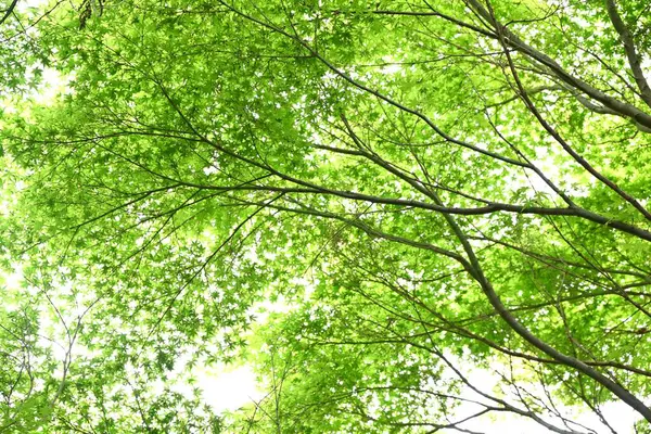 Taze yeşil yapraklar ve Japon akçaağaç samarası. Yazın başında oluşan pervane şekilli samara sonbaharda olgunlaşır ve rüzgarda uçarken döner..