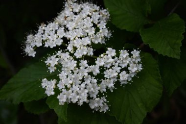  Viburnum dilatatum (Linden Arrowwood) çiçekleri. Küçük beyaz çiçek demetleri yaz başında açar ve sonbaharda olgunlaşan meyveler yenilebilir ve tıbbi likör yapımında kullanılır..