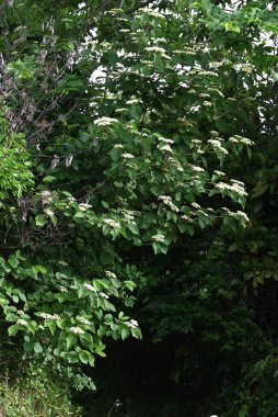  Viburnum dilatatum (Linden Arrowwood) çiçekleri. Küçük beyaz çiçek demetleri yaz başında açar ve sonbaharda olgunlaşan meyveler yenilebilir ve tıbbi likör yapımında kullanılır..