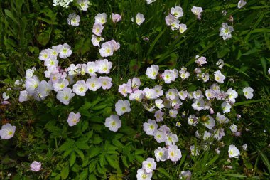 PinkLadies / Showy evening primrose (Oenothera speciosa) çiçekleri. Kuzey Amerika 'ya özgü onagraceae bitkileri. Sarı tabanlı soluk pembe çiçekler yazın başlarında çiçek açar..