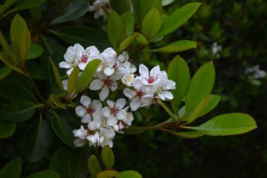 Rhaphiolepis indica (Yeddo hawthorn) çiçekleri. Rosaceae her zaman yeşildir. Sahile yakın büyür ve yaz başında pembe tabanlı, beyaz, beş yapraklı çiçekler üretir..