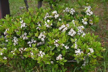 Rhaphiolepis indica (Yeddo hawthorn) çiçekleri. Rosaceae her zaman yeşildir. Sahile yakın büyür ve yaz başında pembe tabanlı, beyaz, beş yapraklı çiçekler üretir..
