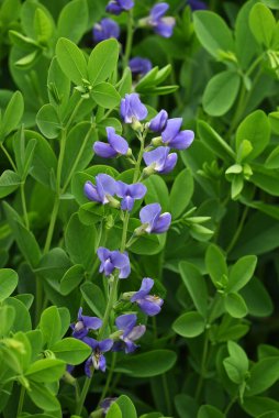 Mavi sahte çivit çiçeği (Baptisia australis). Fabaceae bitkileri Kuzey Amerika 'ya özgüdür. Mor kelebek şeklinde çiçekler yazın başlarında açar..
