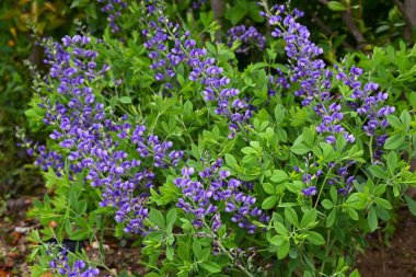 Mavi sahte çivit çiçeği (Baptisia australis). Fabaceae bitkileri Kuzey Amerika 'ya özgüdür. Mor kelebek şeklinde çiçekler yazın başlarında açar..