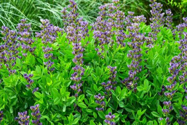 Mavi sahte çivit çiçeği (Baptisia australis). Fabaceae bitkileri Kuzey Amerika 'ya özgüdür. Mor kelebek şeklinde çiçekler yazın başlarında açar..