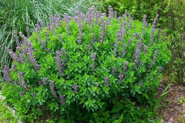 Mavi sahte çivit çiçeği (Baptisia australis). Fabaceae bitkileri Kuzey Amerika 'ya özgüdür. Mor kelebek şeklinde çiçekler yazın başlarında açar..