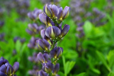 Mavi sahte çivit çiçeği (Baptisia australis). Fabaceae bitkileri Kuzey Amerika 'ya özgüdür. Mor kelebek şeklinde çiçekler yazın başlarında açar..