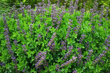 Mavi sahte çivit çiçeği (Baptisia australis). Fabaceae bitkileri Kuzey Amerika 'ya özgüdür. Mor kelebek şeklinde çiçekler yazın başlarında açar..