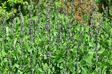 Mavi sahte çivit çiçeği (Baptisia australis). Fabaceae bitkileri Kuzey Amerika 'ya özgüdür. Mor kelebek şeklinde çiçekler yazın başlarında açar..