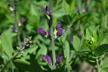 Mavi sahte çivit çiçeği (Baptisia australis). Fabaceae bitkileri Kuzey Amerika 'ya özgüdür. Mor kelebek şeklinde çiçekler yazın başlarında açar..