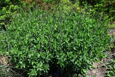 Mavi sahte çivit çiçeği (Baptisia australis). Fabaceae bitkileri Kuzey Amerika 'ya özgüdür. Mor kelebek şeklinde çiçekler yazın başlarında açar..