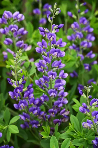 Mavi sahte çivit çiçeği (Baptisia australis). Fabaceae bitkileri Kuzey Amerika 'ya özgüdür. Mor kelebek şeklinde çiçekler yazın başlarında açar..