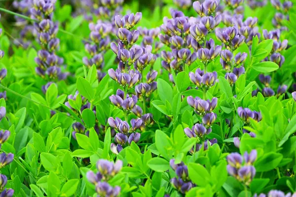 Mavi sahte çivit çiçeği (Baptisia australis). Fabaceae bitkileri Kuzey Amerika 'ya özgüdür. Mor kelebek şeklinde çiçekler yazın başlarında açar..