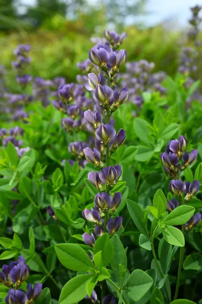 Mavi sahte çivit çiçeği (Baptisia australis). Fabaceae bitkileri Kuzey Amerika 'ya özgüdür. Mor kelebek şeklinde çiçekler yazın başlarında açar..