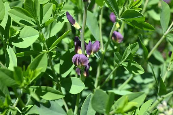 Mavi sahte çivit çiçeği (Baptisia australis). Fabaceae bitkileri Kuzey Amerika 'ya özgüdür. Mor kelebek şeklinde çiçekler yazın başlarında açar..