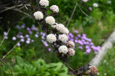 (Physocarpus opulifolius) çiçekleri. Rosaceae yaprak döken çalı. Yazın başında mor yapraklar ve yarım küresel döngülerde beş yapraklı beyaz çiçekler..