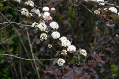 (Physocarpus opulifolius) çiçekleri. Rosaceae yaprak döken çalı. Yazın başında mor yapraklar ve yarım küresel döngülerde beş yapraklı beyaz çiçekler..