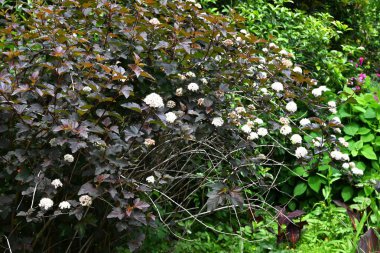 (Physocarpus opulifolius) çiçekleri. Rosaceae yaprak döken çalı. Yazın başında mor yapraklar ve yarım küresel döngülerde beş yapraklı beyaz çiçekler..