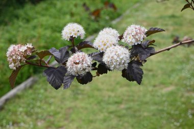 (Physocarpus opulifolius) çiçekleri. Rosaceae yaprak döken çalı. Yazın başında mor yapraklar ve yarım küresel döngülerde beş yapraklı beyaz çiçekler..