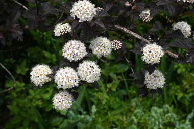 (Physocarpus opulifolius) çiçekleri. Rosaceae yaprak döken çalı. Yazın başında mor yapraklar ve yarım küresel döngülerde beş yapraklı beyaz çiçekler..