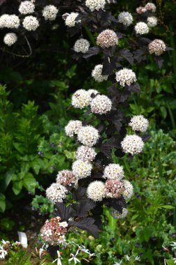 (Physocarpus opulifolius) çiçekleri. Rosaceae yaprak döken çalı. Yazın başında mor yapraklar ve yarım küresel döngülerde beş yapraklı beyaz çiçekler..