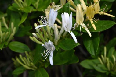  Japon hanımeli çiçekleri. Caprifoliaceae Evergreen Asması. Tomurcuklar pembedir ve yaz başında açan beyaz çiçekler sonunda sarıya döner..