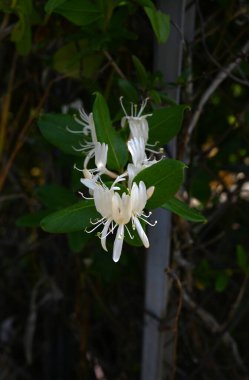  Japon hanımeli çiçekleri. Caprifoliaceae Evergreen Asması. Tomurcuklar pembedir ve yaz başında açan beyaz çiçekler sonunda sarıya döner..