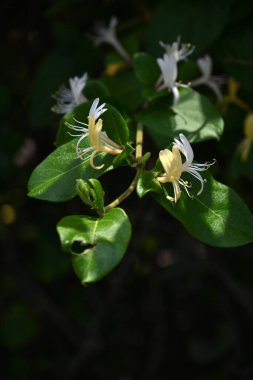  Japon hanımeli çiçekleri. Caprifoliaceae Evergreen Asması. Tomurcuklar pembedir ve yaz başında açan beyaz çiçekler sonunda sarıya döner..