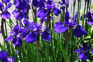 İris sanginası (Sibirya irisi) çiçekleri. Iridaceae bitkileri. Kuru alanlarda yetişir ve yaz başında çiçek açar. Yaprakların altında bir ağ deseni olan lacivert çiçeklerle..