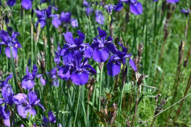 İris sanginası (Sibirya irisi) çiçekleri. Iridaceae bitkileri. Kuru alanlarda yetişir ve yaz başında çiçek açar. Yaprakların altında bir ağ deseni olan lacivert çiçeklerle..