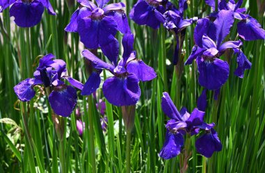 İris sanginası (Sibirya irisi) çiçekleri. Iridaceae bitkileri. Kuru alanlarda yetişir ve yaz başında çiçek açar. Yaprakların altında bir ağ deseni olan lacivert çiçeklerle..