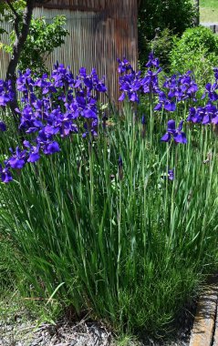 İris sanginası (Sibirya irisi) çiçekleri. Iridaceae bitkileri. Kuru alanlarda yetişir ve yaz başında çiçek açar. Yaprakların altında bir ağ deseni olan lacivert çiçeklerle..