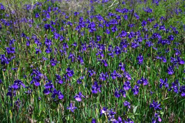 İris sanginası (Sibirya irisi) çiçekleri. Iridaceae bitkileri. Kuru alanlarda yetişir ve yaz başında çiçek açar. Yaprakların altında bir ağ deseni olan lacivert çiçeklerle..