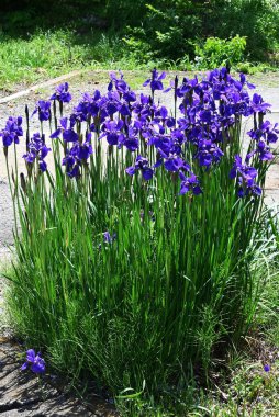İris sanginası (Sibirya irisi) çiçekleri. Iridaceae bitkileri. Kuru alanlarda yetişir ve yaz başında çiçek açar. Yaprakların altında bir ağ deseni olan lacivert çiçeklerle..