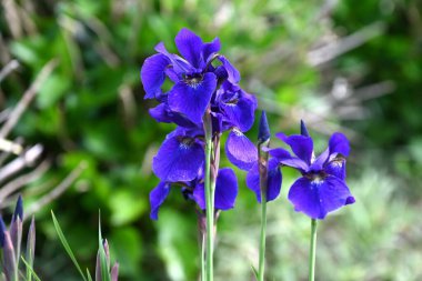 İris sanginası (Sibirya irisi) çiçekleri. Iridaceae bitkileri. Kuru alanlarda yetişir ve yaz başında çiçek açar. Yaprakların altında bir ağ deseni olan lacivert çiçeklerle..