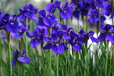 İris sanginası (Sibirya irisi) çiçekleri. Iridaceae bitkileri. Kuru alanlarda yetişir ve yaz başında çiçek açar. Yaprakların altında bir ağ deseni olan lacivert çiçeklerle..