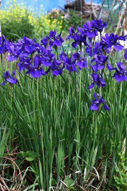 İris sanginası (Sibirya irisi) çiçekleri. Iridaceae bitkileri. Kuru alanlarda yetişir ve yaz başında çiçek açar. Yaprakların altında bir ağ deseni olan lacivert çiçeklerle..
