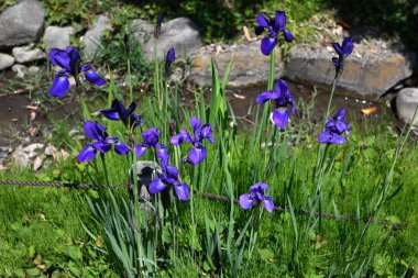 İris sanginası (Sibirya irisi) çiçekleri. Iridaceae bitkileri. Kuru alanlarda yetişir ve yaz başında çiçek açar. Yaprakların altında bir ağ deseni olan lacivert çiçeklerle..